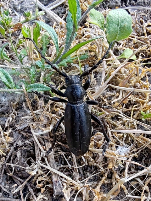 Dorcadion aethiops - fekete gyalogcincér