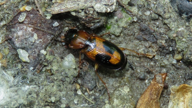 Badister meridionalis - közönséges posványfutonc