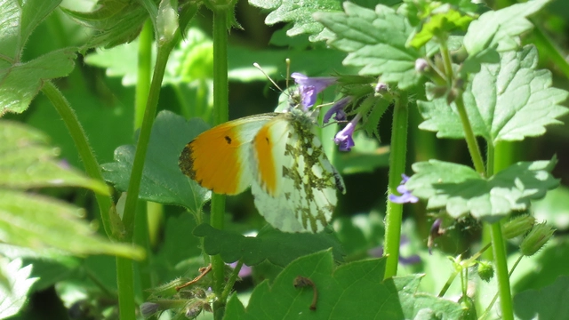 Anthocharis cardamines - hajnalpírlepke