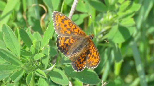 Melitaea trivia - kis tarkalepke
