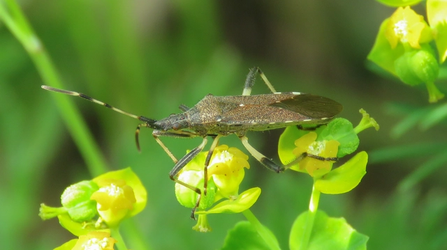 Dicranocephalus