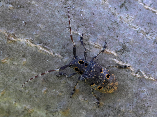 Mesosa curculionoides - szemfoltos cincér Mesosa curculionoides - szemfoltos cincér