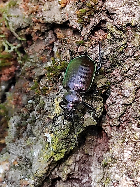 Calosoma inquisitor - kis bábrabló