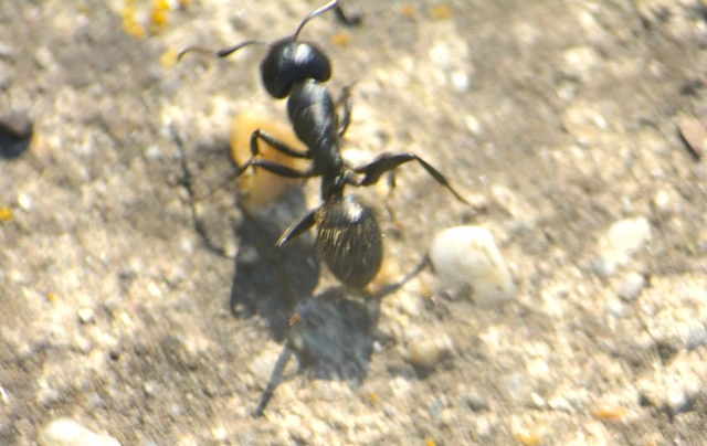 Camponotus vagus - fekete lóhangya