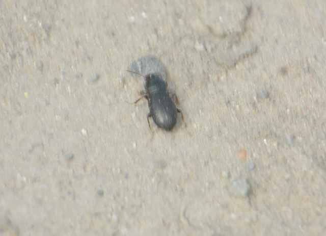Ophonus cribricollis - fekete bársonyfutó