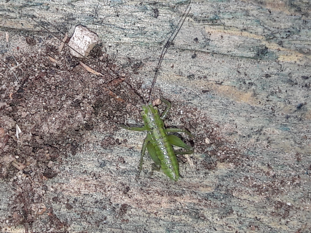 Tettigonia