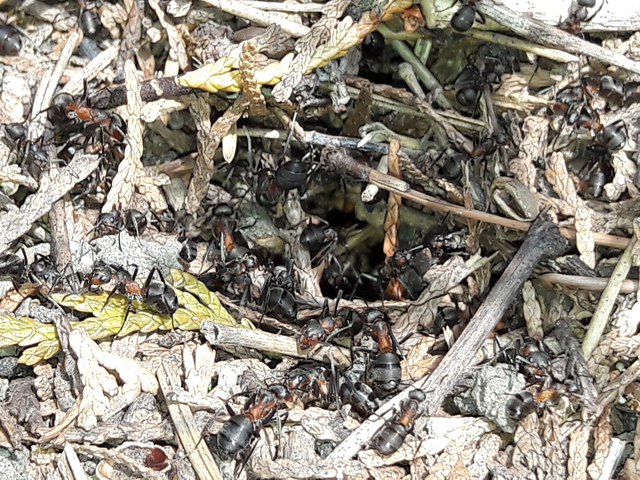 Formica pratensis - réti vöröshangya