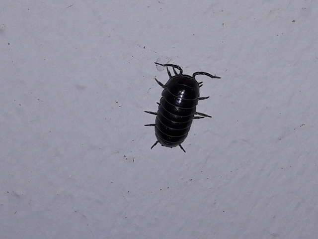 Isopoda - Ászkarákok
