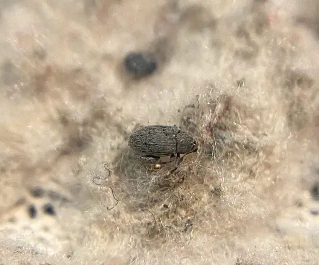Pseudorchestes pratensis - imola-bolhaormányos