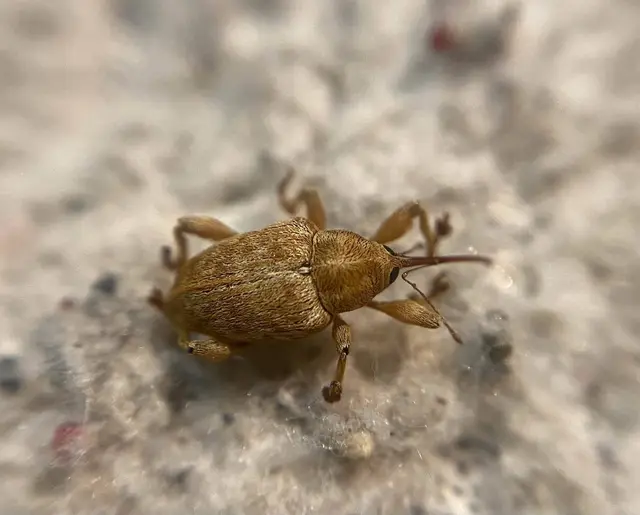 Curculio venosus - tarajos zsuzsóka