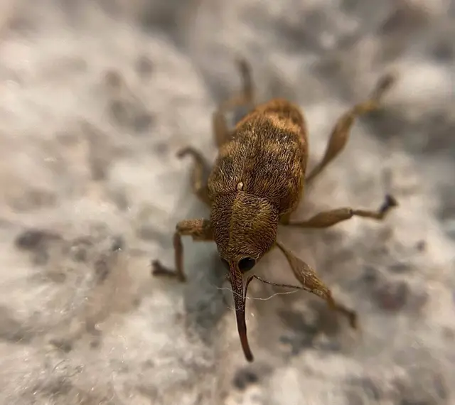 Curculio venosus - tarajos zsuzsóka