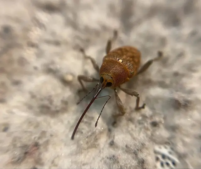 Curculio glandium - tölgymakkzsuzsóka