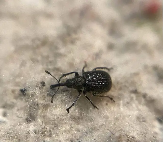 Neocoenorrhinus minutus - bronzos eszelény