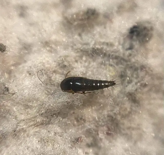 Sepedophilus pedicularius - recés pihésholyva