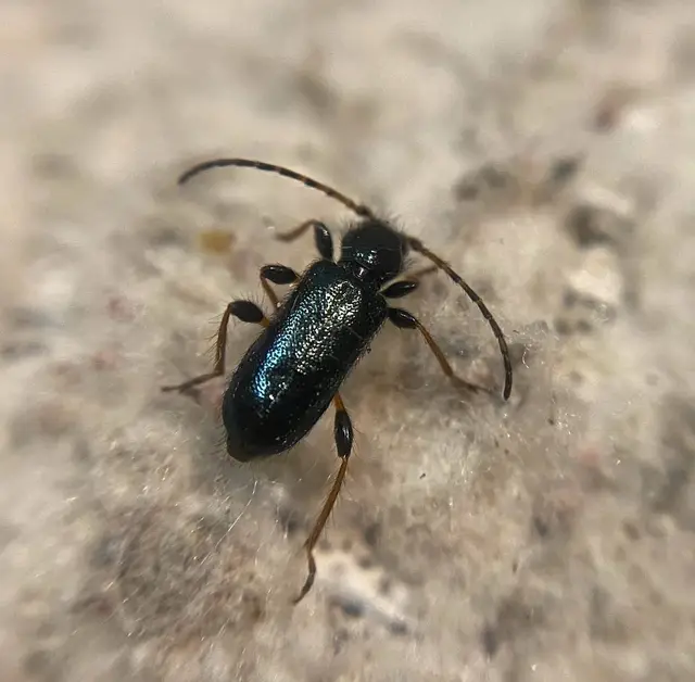 Phymatodes rufipes - kék háncscincér