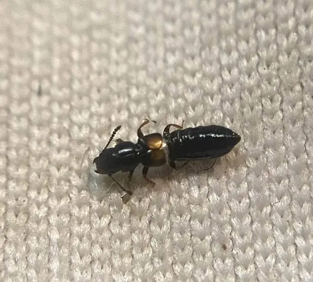 Platystethus cornutus - iszaptúró korhóholyva