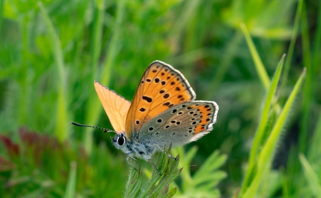 Lycaena thersamon - kis tűzlepke