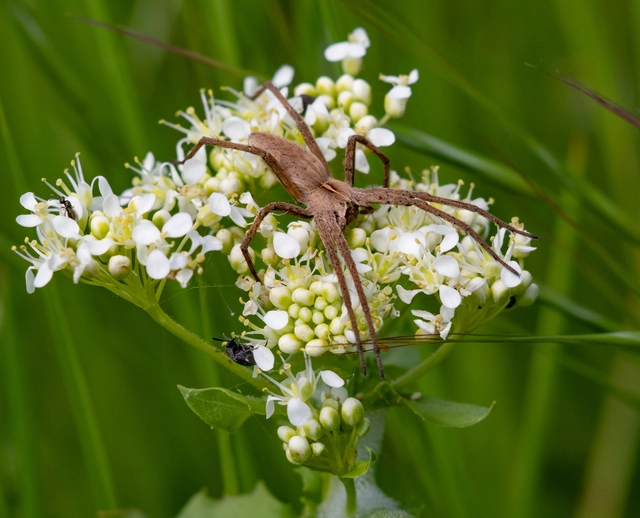 Pisaura mirabilis - csodáspók