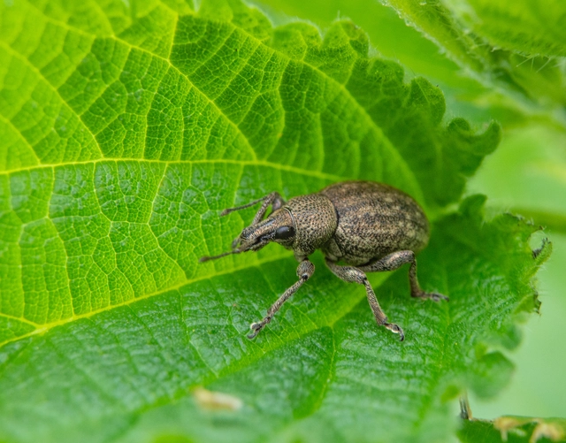 Otiorhynchus ligustici - vincellér-gyalogormányos