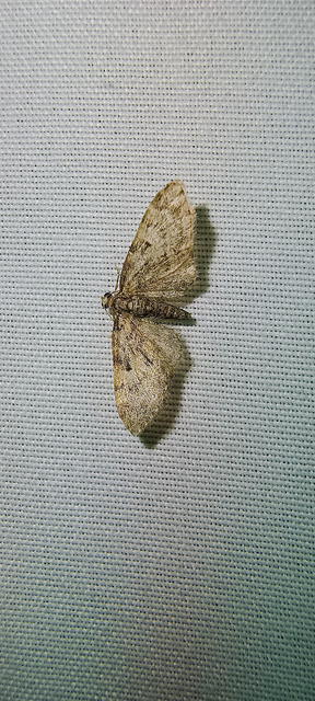 Eupithecia dodoneata - tölgy-törpearaszoló