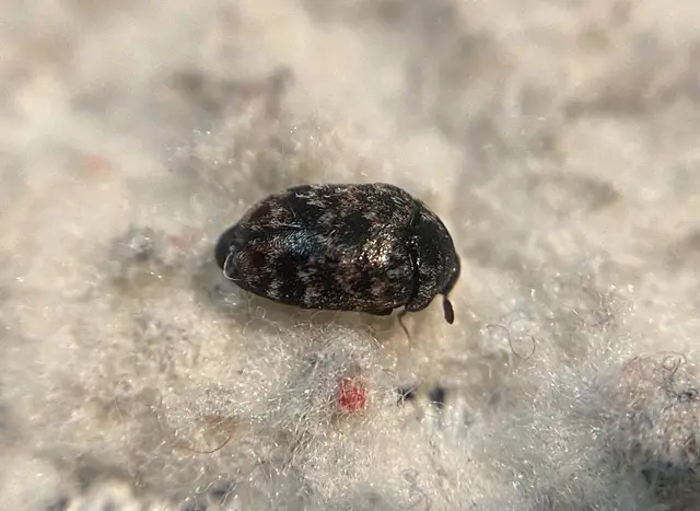 Trogoderma versicolor - tarka gabonaporva