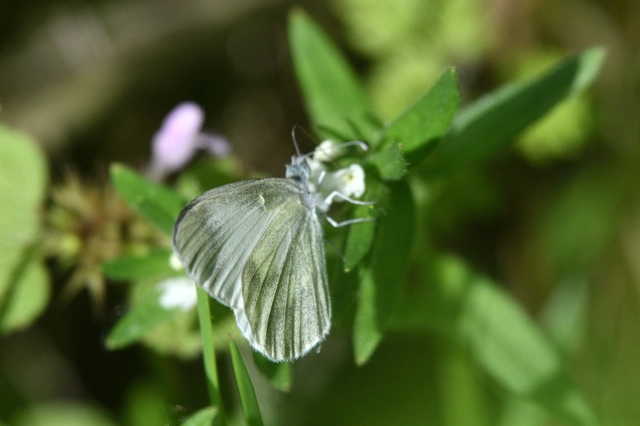 Leptidea sinapis - mustárlepke