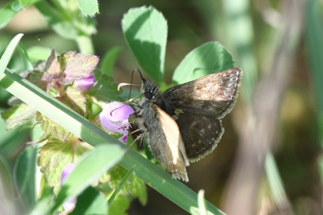 Erynnis tages - cigánylepke