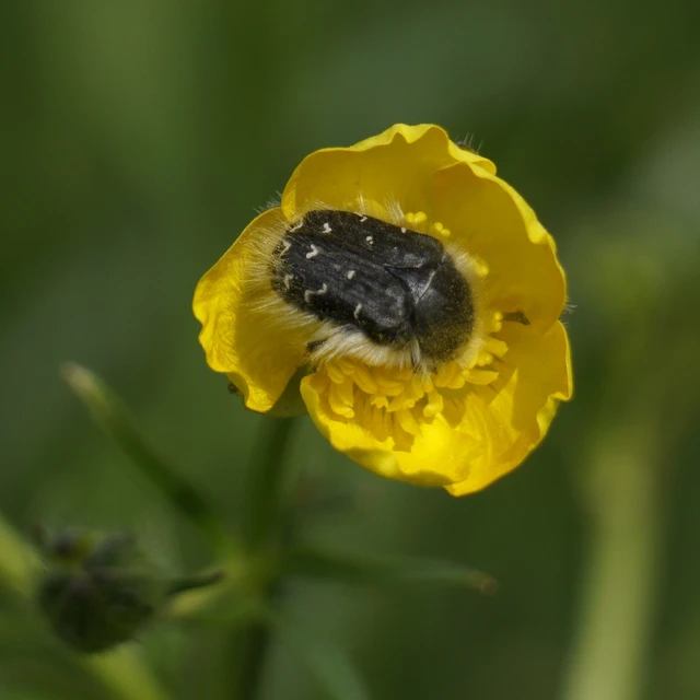 Tropinota hirta - bundás virágbogár