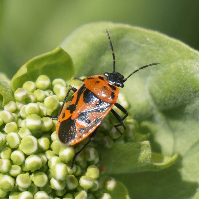 Eurydema ornata - díszespoloska