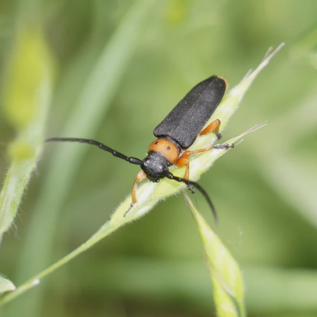 Phytoecia affinis - feketefejű cincér