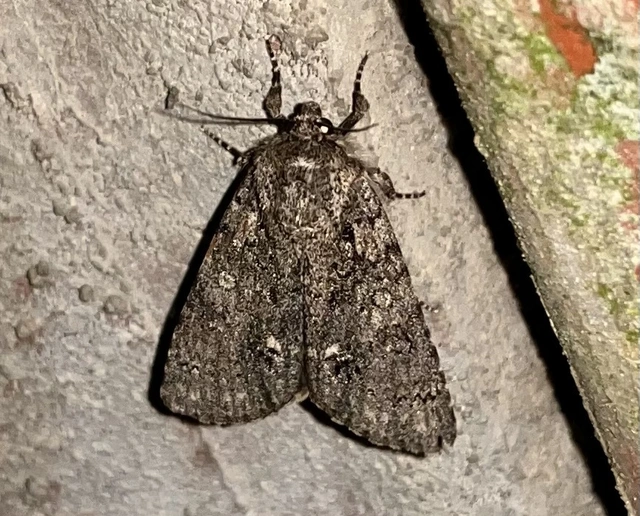 Acronicta rumicis - sóska-szigonyosbagoly