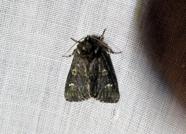 Craniophora ligustri - fagyalbagoly