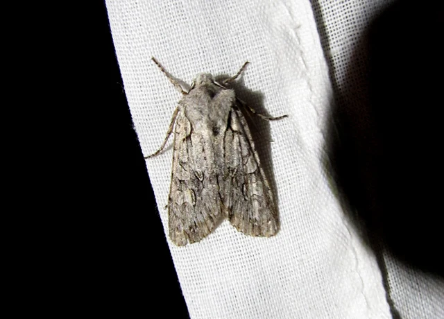Lithophane ornitopus - közönséges fabagoly