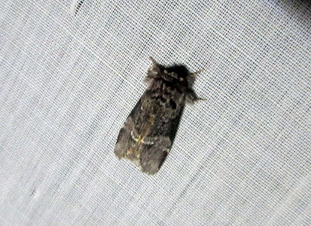 Drymonia dodonea - bélyeges púposszövő