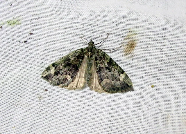 Chloroclysta siterata - salátazöld araszoló