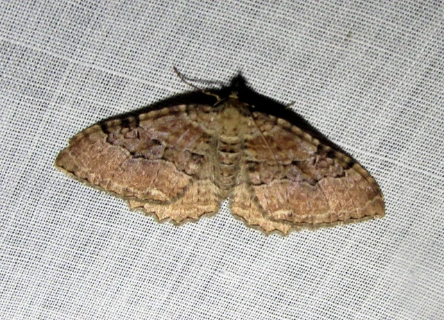 Hydria cervinalis - őzbarna araszoló