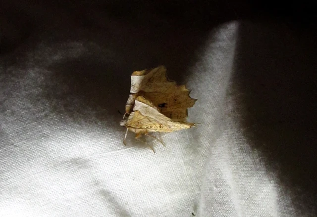 Selenia lunularia - egyfoltos holdasaraszoló