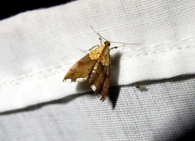 Agrotera nemoralis - ligeti tűzmoly