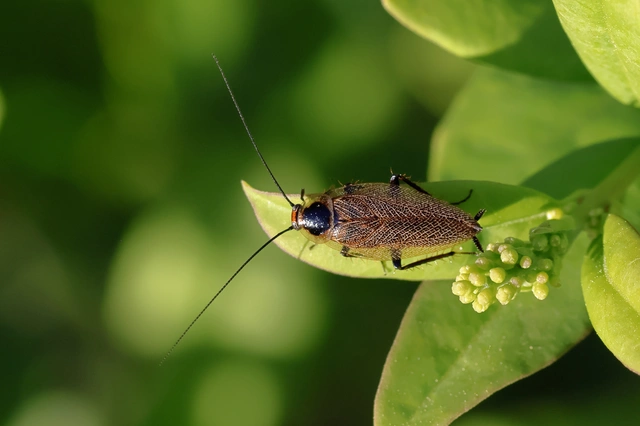Blattodea - Csótányok