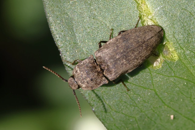Agrypnus murinus - egérszínű pikkelyespattanó