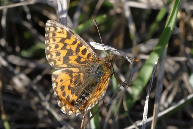 Boloria dia - kis gyöngyházlepke