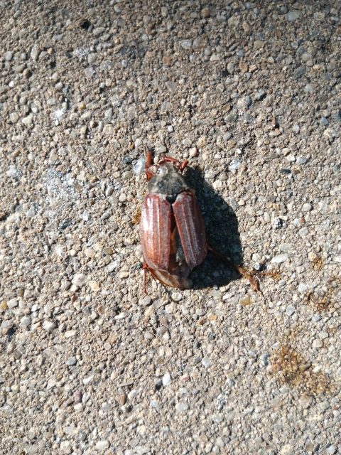Melolontha melolontha - májusi cserebogár