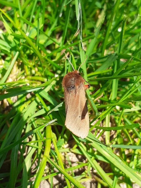 Phragmatobia fuliginosa - füstös medvelepke