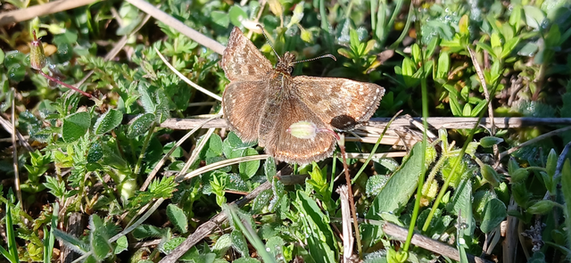 Erynnis tages - cigánylepke
