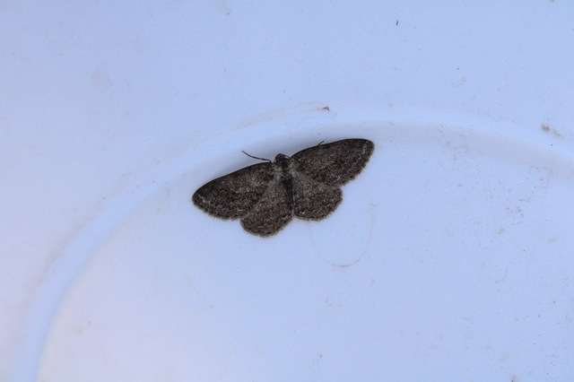 Ectropis crepuscularia - avararaszoló