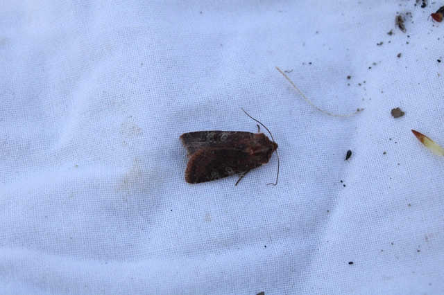 Cerastis leucographa - fehérjegyes tavaszibagoly