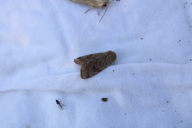Orthosia cruda - kis barkabagoly