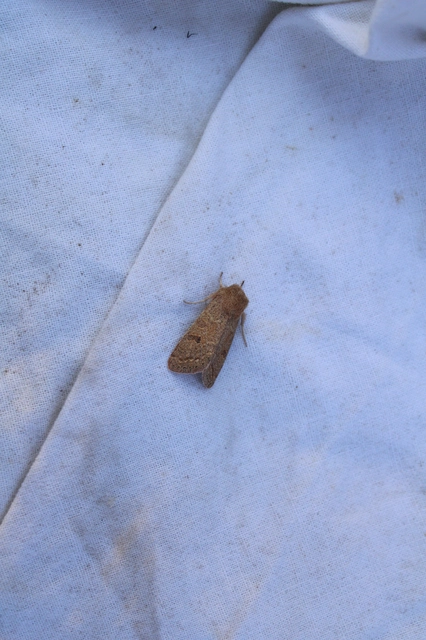 Orthosia miniosa - sárgás barkabagoly
