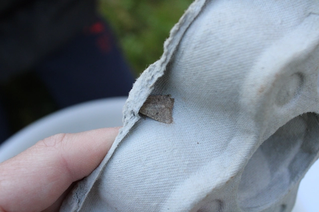 Orthosia cruda - kis barkabagoly