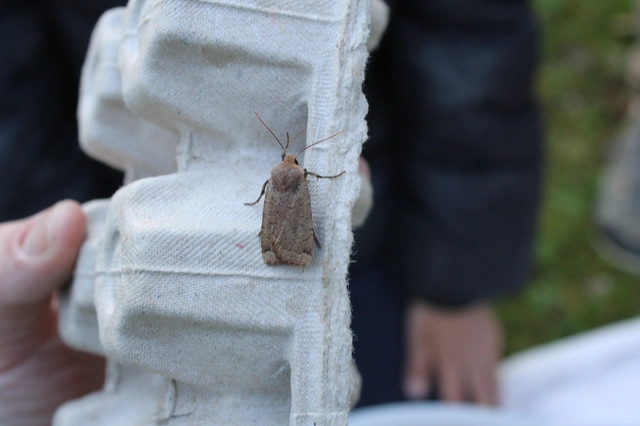 Conistra erythrocephala - vörösfejű őszibagoly
